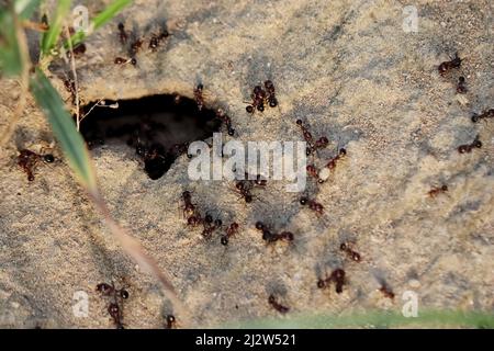 Photo en gros plan des fourmis transportant des grains de grain à l'anthill Banque D'Images