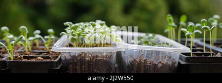 Jeunes plantules de fleurs de coupe poussant dans un plateau de propagation. Bannière de jardinage de printemps. Pousses de Zinnia, Aster et Dahlia. Banque D'Images