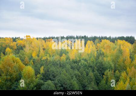 Belle vue panoramique sur la forêt d'automne Banque D'Images