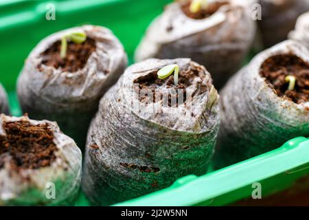 Les semis de Zinnia poussent dans des pellets de tourbe bouffie. Pots de fleurs biodégradables. Semis de Zinnia. Banque D'Images