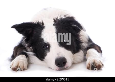 Jeune chien border collie isolé sur fond blanc Banque D'Images