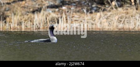 Huard à gorge noire, Gavia arctica, nageant dans le plumage de reproduction Banque D'Images