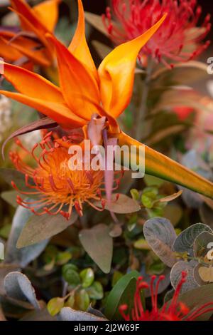 Fleurs et Strelitzia de Protea Pinstrip Banque D'Images