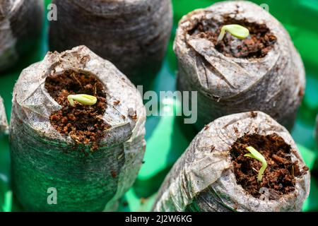 Les semis de Zinnia poussent dans des pellets de tourbe bouffie. Pots de fleurs biodégradables. Semis de Zinnia. Banque D'Images