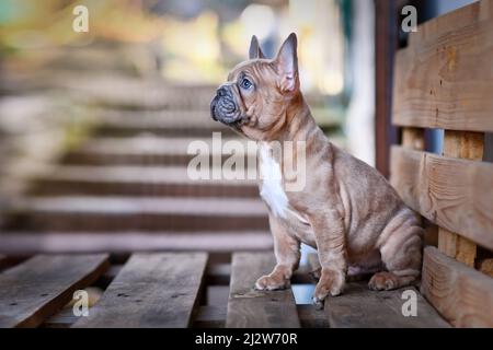 Magnifique bleu rouge fauve chien Bulldog chiot Banque D'Images