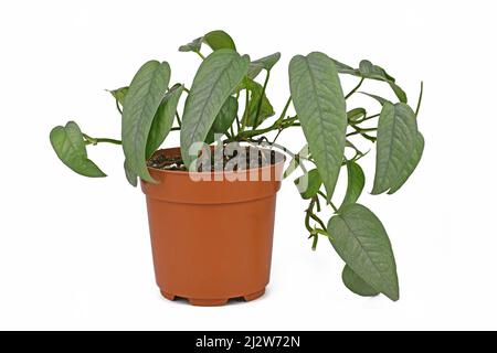 Maison tropicale en pot 'Epipremnum Pinnatum Cebu Blue' avec feuilles bleu-argent sur fond blanc Banque D'Images