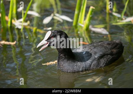 Un seul coot eurasien (Fulica atra) oiseau nageant dans le lac. Banque D'Images