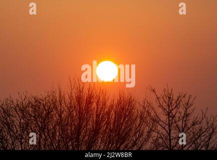 Le soleil se lève sur les arbres Banque D'Images