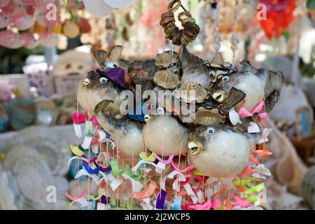 La boutique vend des porcupinefishesas morts pompés en souvenirs, Bodrum, Aegaeis, Turquie, mer Méditerranée Banque D'Images