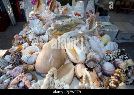 La boutique vend des animaux marins morts et des coquillages comme souvenirs, Bodrum, Aegaeis, Turquie, mer Méditerranée Banque D'Images
