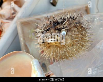 La boutique vend des porcupinefishesas morts pompés en souvenirs, Bodrum, Aegaeis, Turquie, mer Méditerranée Banque D'Images
