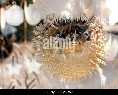La boutique vend des porcupinefishesas morts pompés en souvenirs, Bodrum, Aegaeis, Turquie, mer Méditerranée Banque D'Images