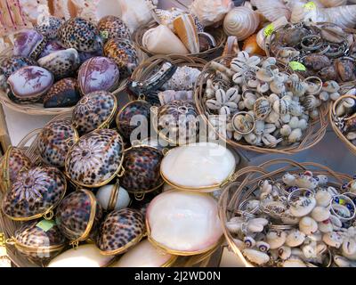 La boutique vend des animaux marins morts et des coquillages comme souvenirs, Bodrum, Aegaeis, Turquie, mer Méditerranée Banque D'Images