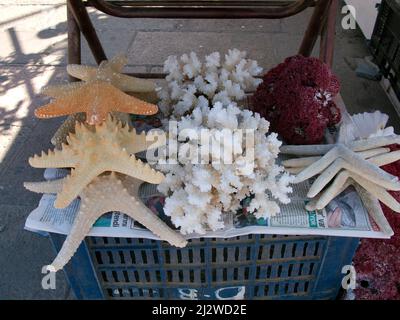 La boutique vend des animaux marins morts et des coquillages comme souvenirs, Bodrum, Aegaeis, Turquie, mer Méditerranée Banque D'Images
