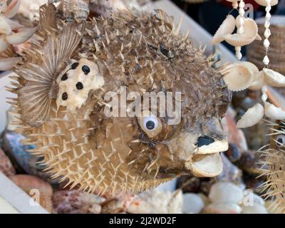 La boutique vend des porcupinefishesas morts pompés en souvenirs, Bodrum, Aegaeis, Turquie, mer Méditerranée Banque D'Images