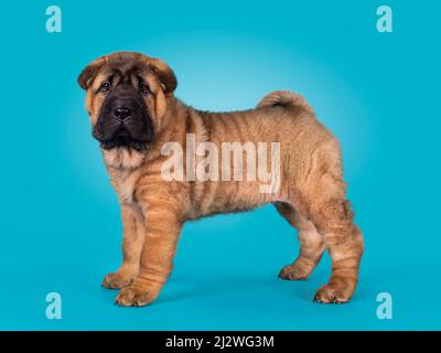 Adorable chiot Shar-pei, sur les côtés. Regarder vers l'appareil photo avec de jolis yeux de droopy. Isolé sur un fond bleu turquoise. Banque D'Images