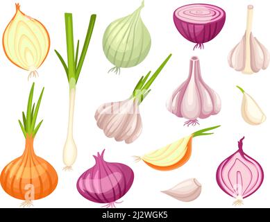 Oignon de dessin animé et ail. Oignons biologiques, légumes frais de printemps crus. Coupez les aliments végétaliens blancs et rouges, coupez la moitié et coupez-les en tranches. Cuisiner des épices propres Illustration de Vecteur