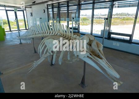 Squelette complet d'une baleine à bosse Banque D'Images