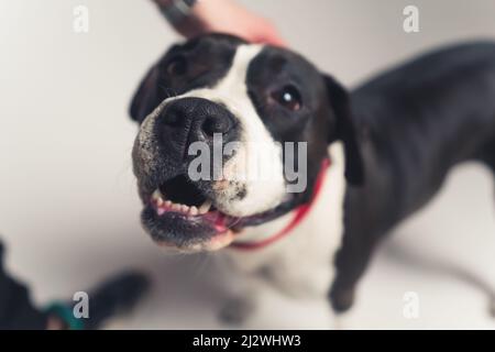 Adorable chien de meek regardant son propriétaire. Gros plan en studio. Photo de haute qualité Banque D'Images