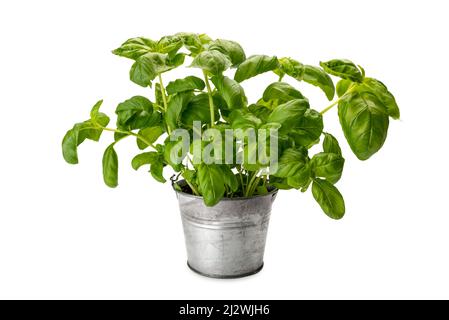 Plante de basilic dans un vase en étain isolé sur fond blanc, espace de copie, chemin d'écrêtage Banque D'Images