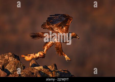 Coucher de soleil sur Eagle. Les Rhodopes de l'est s'agle avec l'aigle. Oiseau volant de proie aigle doré avec grande envergure, photo avec flocons de neige en hiver, monture en pierre Banque D'Images