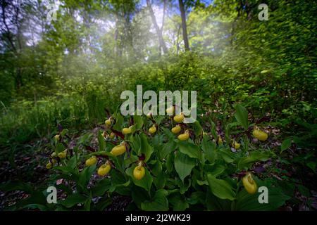 Orchid Cypripedium calceolus dans l'habitat forestier, inflorescence des insectes. Orchidée tchèque sauvage. Orchidée Lady's Slipper, floraison européenne terrestre sauvage b Banque D'Images