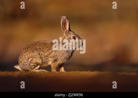 Lapin européen, Oryctolagus cuniculus algirus, Parque Natural Sierra de Andujar en Espagne. Animal mignon dans l'habitat de la nature. Lièvre, orange soir li Banque D'Images