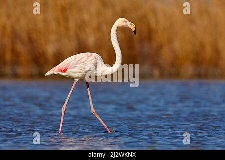 Grand Flamingo, beau grand oiseau rose avec soleil du soir, animal dans l'habitat de la nature, Italie. Sauvage d'Europe. Flamingo, faune. Fuente de pied Banque D'Images