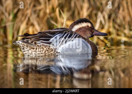 Garganey, Anas querquedula, petit canard à la cunte. Il se reproduit dans une grande partie de l'Europe et de l'Asie occidentale. Garganey détail portrait en gros plan dans l'eau. Marron g Banque D'Images