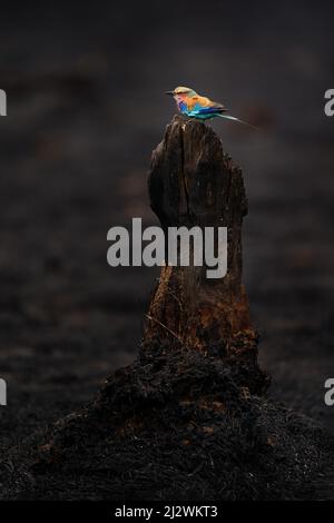 Feu en Afrique. Le rouleau lilas, Coracias caudatus, a brûlé la savane détruite. Animal en feu lieu brûlé, oiseau avec cendres noires et caders, Savut Banque D'Images