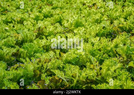 Laitue cultivée à la ferme. Champ de feuilles vertes pour salade de légumes. Agriculteur. Cultivez les verts dans une serre. Fond vert végétal. Agriculture. Récoltez des plants de laitue. Rangées de semis dans les lits de jardin. Banque D'Images