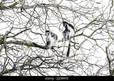 Faune et flore de l'Ouganda. Guoreza tacheté. Singe colobus noir et blanc du parc national de Murchison Falls. Singe d'Afrique de l'est. Avant animal foncé Banque D'Images