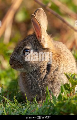 Joli lapin sauvage en gros plan avec lumière du soleil à l'aube assis dans une prairie d'herbe Banque D'Images