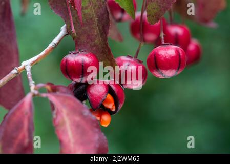 Arbre généalogique de la fusée coréenne (Euonymus oxyphyllus), fruits, automne Banque D'Images