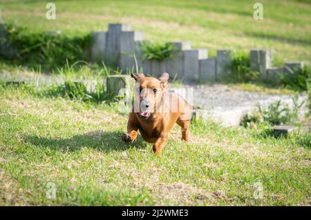 Dachshund chien dehors et au sujet de courir vers sur l'herbe et de profiter de la liberté. Banque D'Images