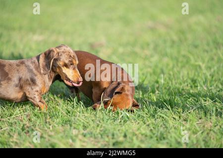 Dachshund chiens dehors et au sujet de jouer et de profiter de la liberté Banque D'Images