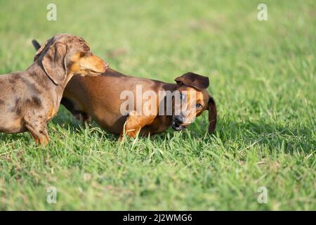 Dachshund chiens dehors et au sujet de jouer dans l'herbe et de jouir de la liberté Banque D'Images