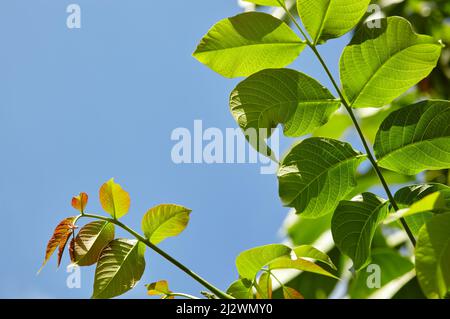 Image abstraite des feuilles de noyer dans les rayons du soleil. Mise au point sélective, arrière-plan flou Banque D'Images