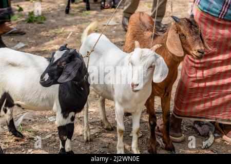 Un vendeur avec trois chèvres sur un marché animal dans les zones rurales du bangladesh Banque D'Images