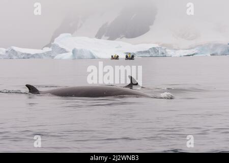 Les petits rorquals de l'Antarctique (Balaenoptera bonaerensis) nagent dans le chenal Errera, en Antarctique, avec des baleines et des icebergs en arrière-plan Banque D'Images