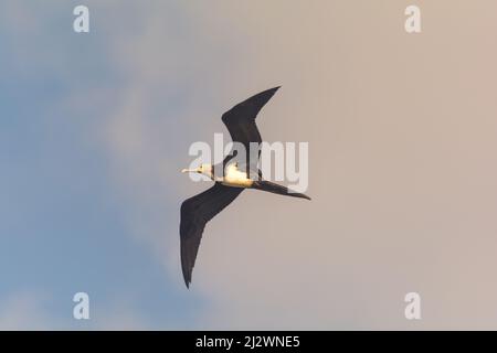 Un frégatebird de l'Ascension (Fregata aquila) en vol, photographié au large de l'île de l'Ascension Banque D'Images