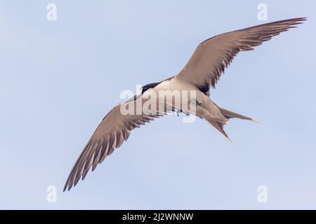 Une Sterne de Sooty (Onychopirion fuscatus) en vol, prise sur l'île de l'Ascension Banque D'Images