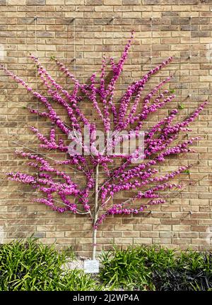 Cersis Chinensis 'Avondale' planté par Alan Titchmarsh à Wisley Gardens. Banque D'Images