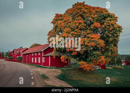 Maison suédoise rouge avec grand arbre avec feuilles d'automne à Dalarna, Suède Banque D'Images