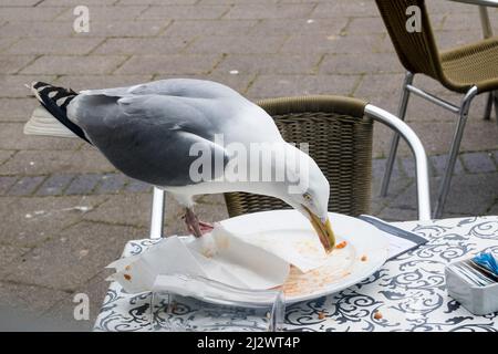 Polissage des copeaux - détail en gros plan d'un mouette de mer affamée sur une table de café voler de la nourriture d'une assiette sans surveillance. Teignmouth Devon, Angleterre. Banque D'Images