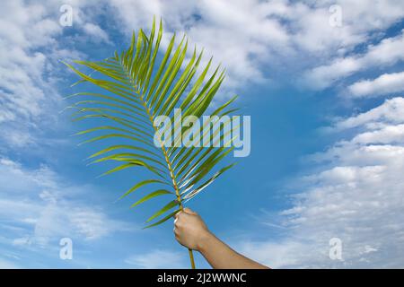 Main tenant la branche avec fond bleu ciel à la célébration du dimanche de Palm. Semaine Sainte. Le dimanche des palmiers est un dimanche catholique traditionnel. Foi chrétienne. Banque D'Images