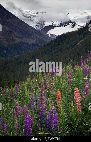 Fleurs sauvages de Lupin en face des sommets enneigés du glacier de Morteratsch dans l'Engadine dans les Alpes suisses Banque D'Images