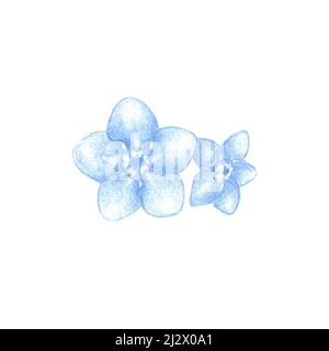 Crayons de couleur croquis de l'oublier pas des fleurs, blu scorpion herbe fleur dessinée à la main comme illustration botanique isolé sur blanc Banque D'Images