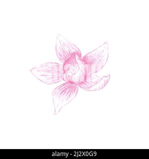 Crayons de couleur croquis de fleur d'orchidée, fleur rose unique Orchidaceae dessiné à la main comme illustration botanique isolée sur blanc Banque D'Images
