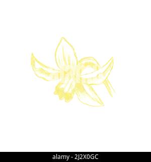 Crayons de couleur croquis de fleurs Narcisse, jaune jonquil fleur de jonquil dessiné à la main comme illustration botanique isolé sur blanc Banque D'Images